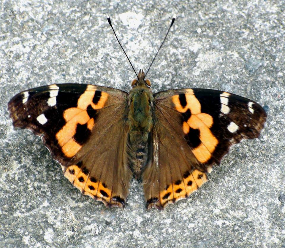 Vanessa Hybrid 2 (Internet Image property of respective owner, non-commercial use only)